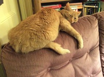 Cat photo thread!