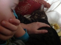 Cat photo thread!