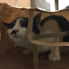 Cat photo thread!