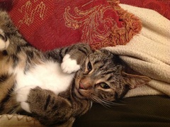 Cat photo thread!