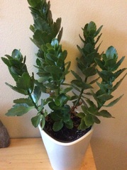 Please can someone help me identify this plant?
