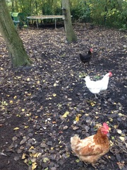 The Friendly Frugaleers, saving and chatting as autumn arrives