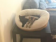 Are 2 cats better than 1