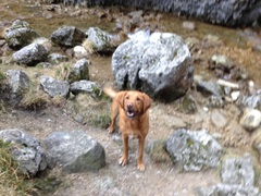 Show me your dogs while I'm waiting for mine!