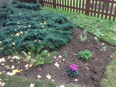 Turning back garden into veg patch