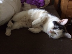 Cat photo thread!