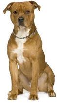 To think that Staffies are not "nanny dogs"