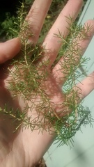 Name that tree (!)