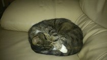 Thread for Bengal owners.