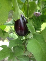 Allotment/Veg Patch - Thread 7 - The Harvesters Arms
