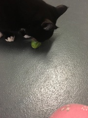 I need to rehome my kitten :-(