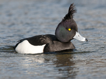 How do I find high resolution photos of ducks - can anyone help please?