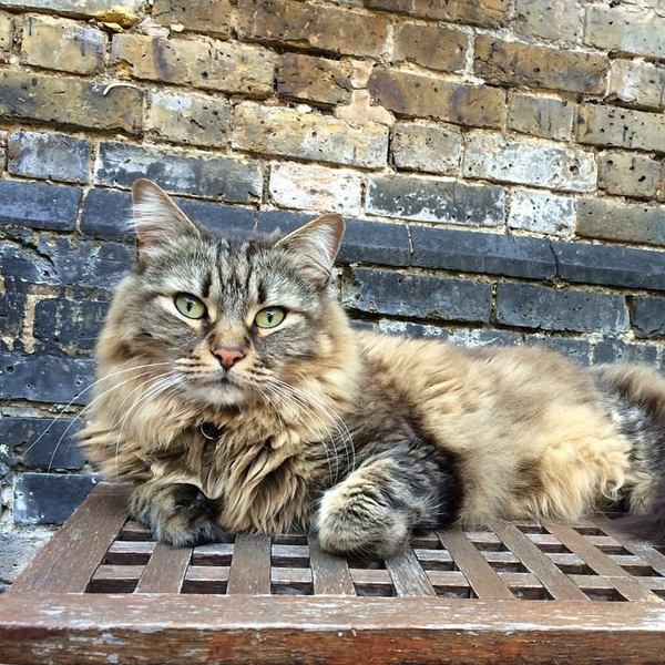 7 yo cat diagnosed with heart disease (Hypertrophic Cardiomyopathy)