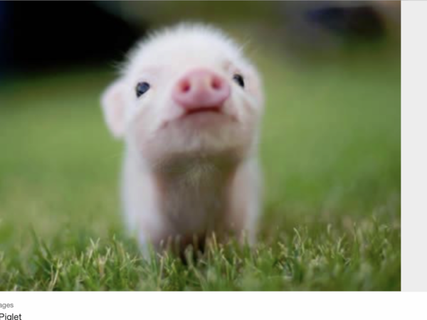 US Election - last couple of days.