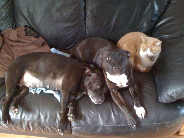 Staffies