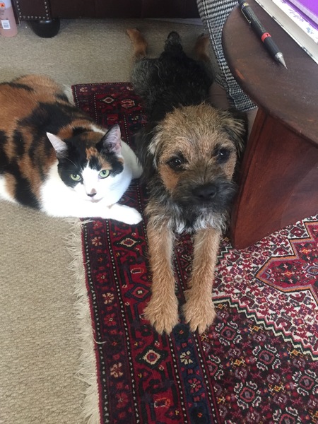 Can I have a dog, when I have cats?