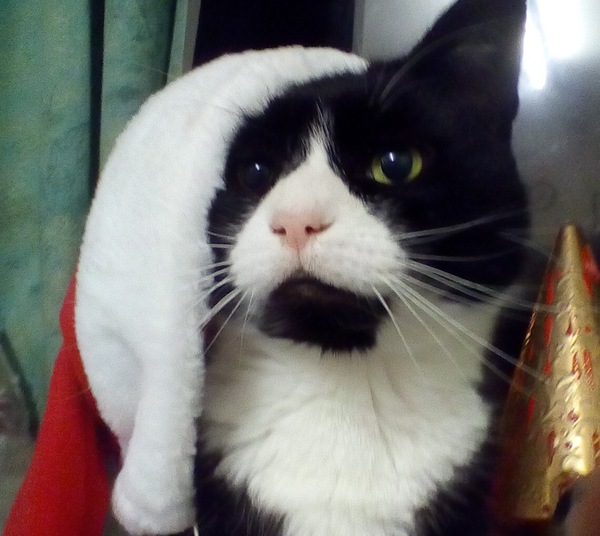 Festive felines