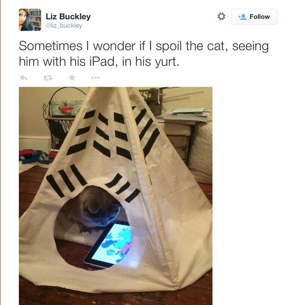 Childless cat worshiper...is this idea ridiculous?