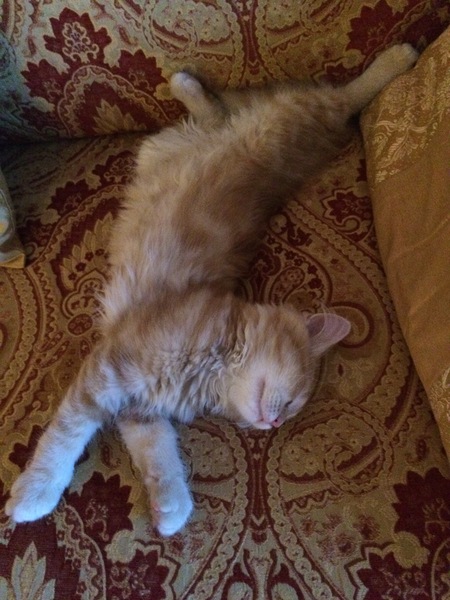 Cats in your bed