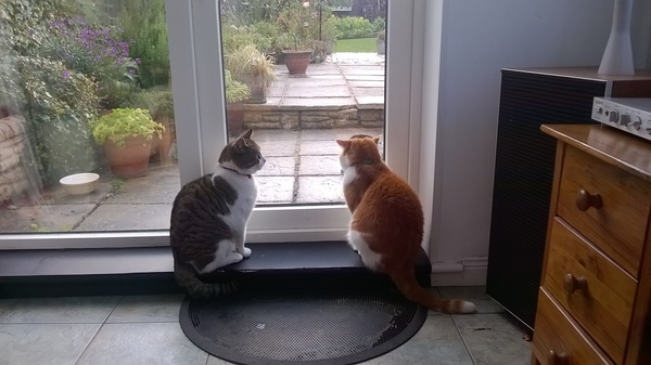 update on Nobby/Moriarty and a spot of advice needed please