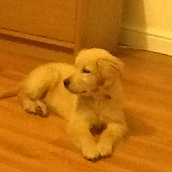 When do puppies start sleeping through regularly?
