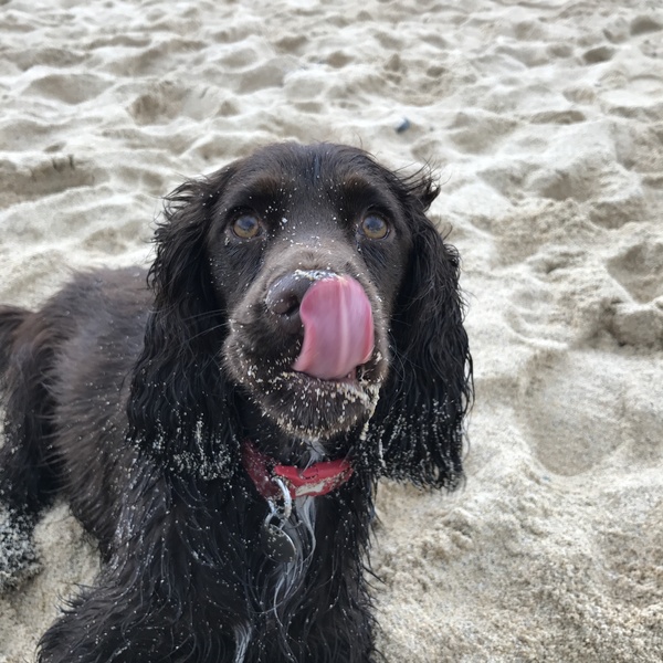 Show me your dogs while I'm waiting for mine!