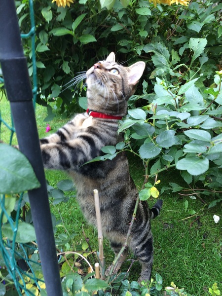 I love my cat so much it hurts. Is this normal?