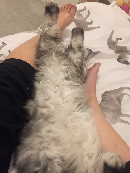 Indoor cat-ragdoll, Maine coon or other?