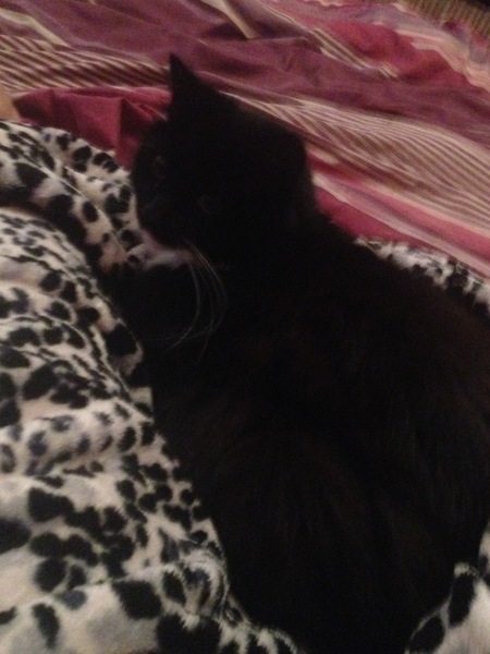 What's your cat doing right now? Pics!