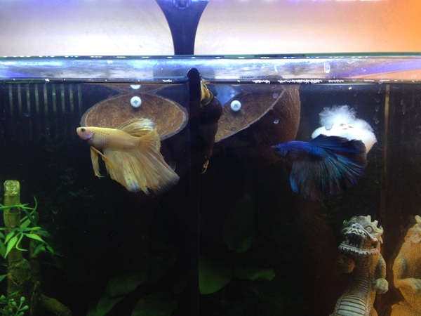 Fish-in cycle with a betta