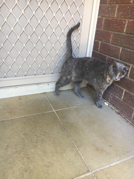 Advice re cat at door