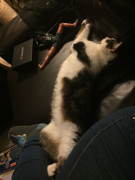 What's your cat doing right now? Pics!