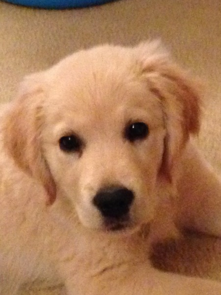When do puppies start sleeping through regularly?