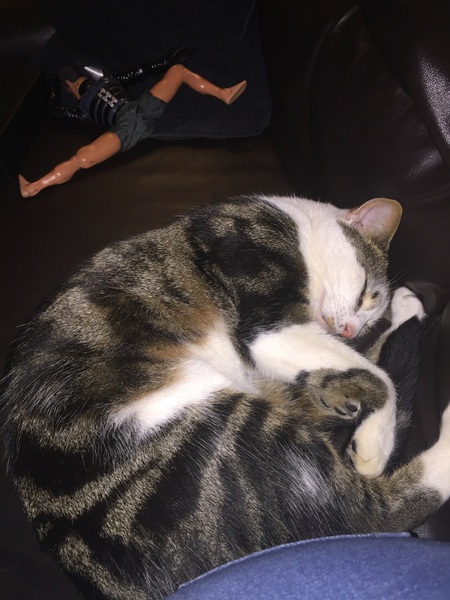 What's your cat doing right now? Pics!
