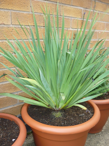 Help with plant ID please