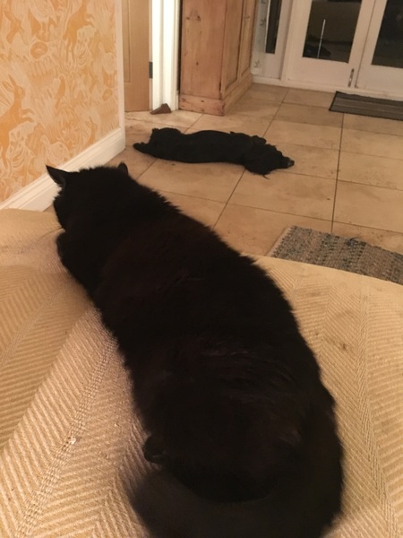 What's your cat doing right now? Pics!