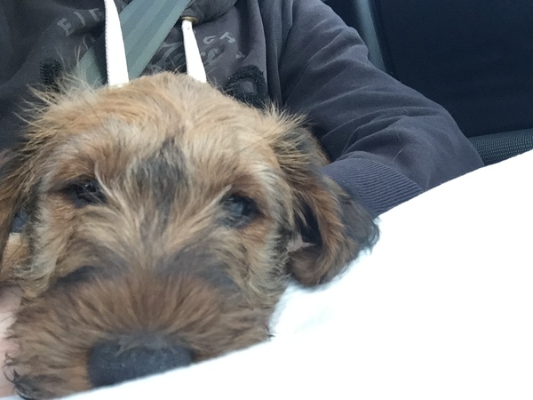 I have spent the puppy fund!