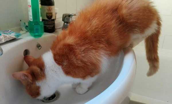 Toileting help needed please