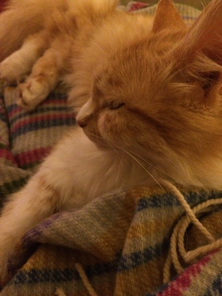 What's your cat doing right now? Pics!