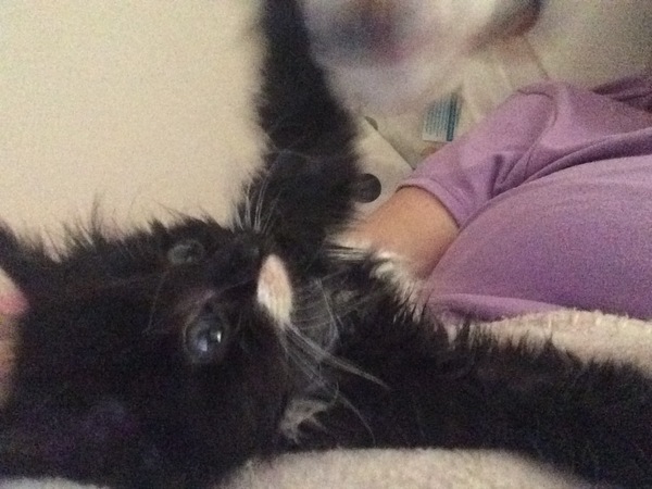 We have accidentally  a 5 weeks old kitten