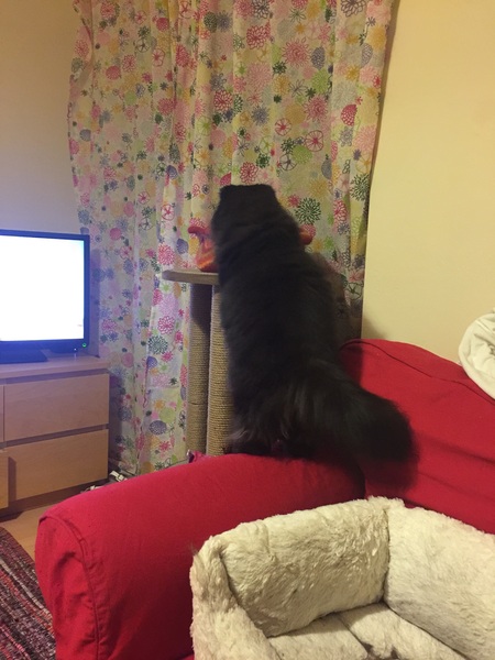 Amazing tails