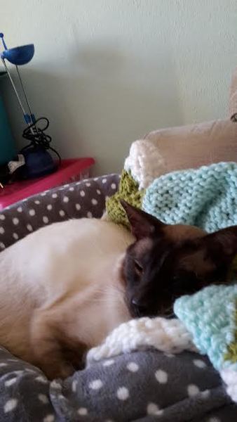 Breeder sold us a very sick cat 😹 :(