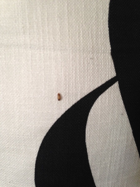 CArpet beetles