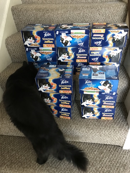 Owner V Cat