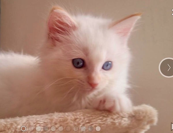 Names for girl ragdoll kitten