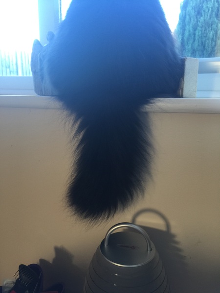 Amazing tails