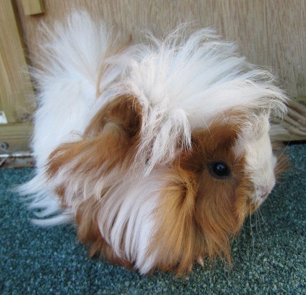 Thinking of getting a Syrian hamster as a pet for 3yo DS for xmas