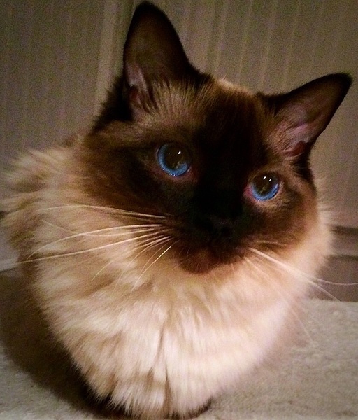 Indoor cat-ragdoll, Maine coon or other?