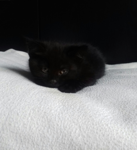 help please. new kittens