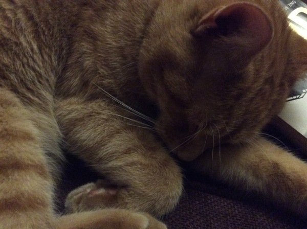 What's your cat doing right now? Pics!